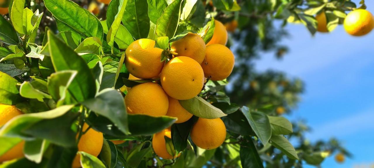 Quinta Da Utopia Каштелу де Виде Екстериор снимка